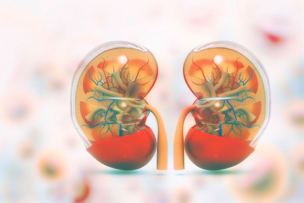 How to Purify Your Kidneys and Eliminate Toxins.